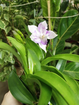 Нежная Орхидея Лелия (Laelia) — кузина очаровательной Орхидеи Каттлеи.